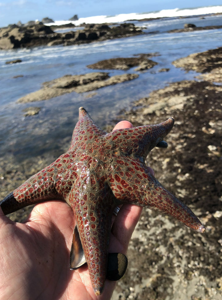 Leather Sea Star